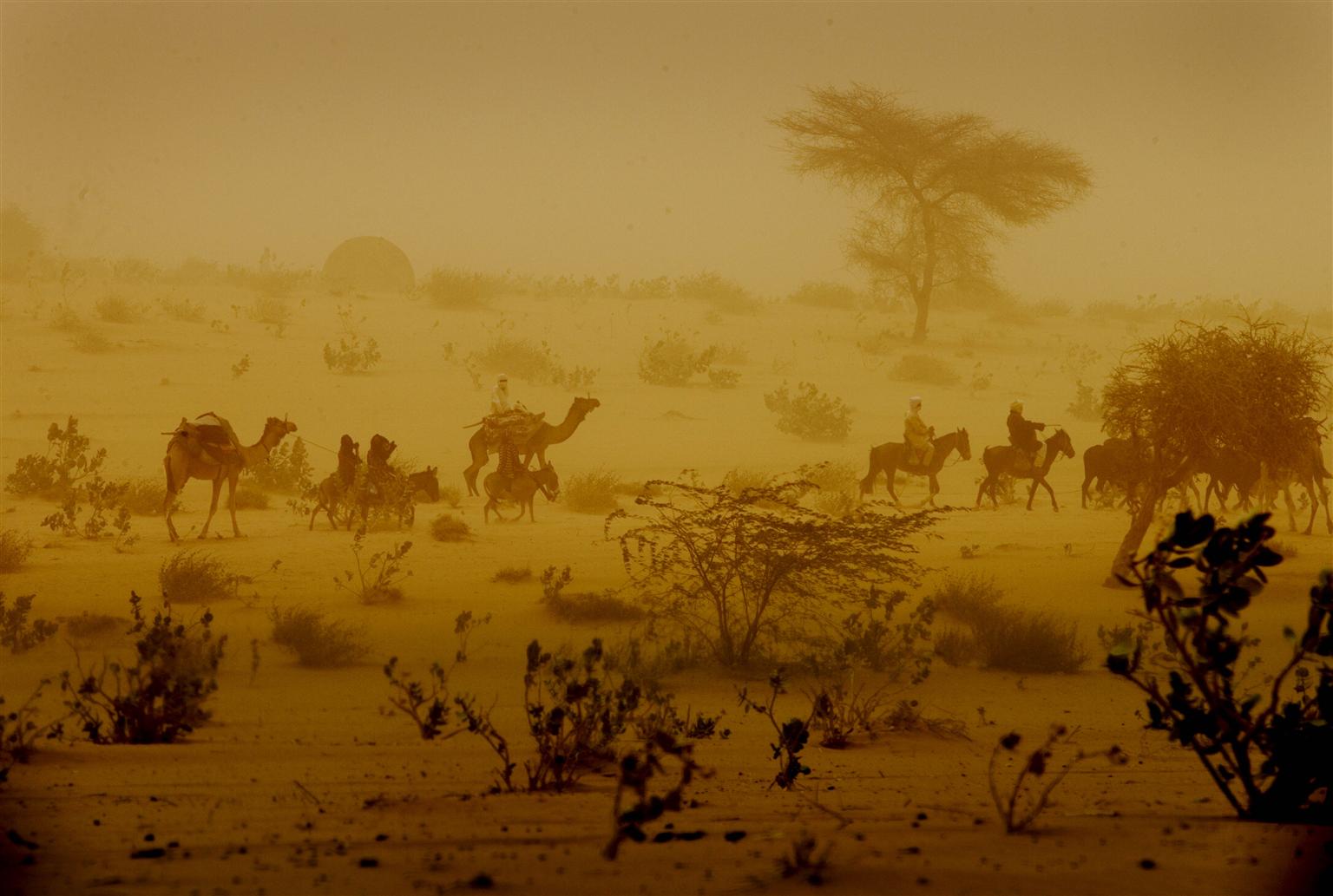 On 3 March, men on camels and donkeys travel through a dust storm in the desert near the western city of Mao, Kanem Region. From 28 Feuary to 6 March 2010, UNICEF Goodwill Ambassador Mia Farrow visited Chad to raise awareness of the importance of immunizing children against polio. Her visit coincided with the 6 March launch of a national immunization campaign aimed at 2.2 million children under five. It is one of 16 synchronized polio vaccination campaigns that were being launched throughout West Africa on that date. Polio cases in Chad are of particular concern because the country has been a major conduit for the diseases spread to other countries. Between 2004 and 2006, an outeak spread from Chad to Sudan, Ethiopia, Somalia, Eritrea, Kenya, Saudi Arabia, Yemen and Indonesia. This strain of polio virus originated from Nigeria, one of four countries in the world where the disease is still endemic. A 2007 outeak, also originating in Nigeria, continues to infect Chadian children, in large part because of poor immunization coverage. Most cases in Chad have occurred in NDjamena, the capital, where more than half of all children are routinely missed in vaccination campaigns. Ms. Farrow met with government officials, representatives from the World Health Organization (WHO) and UNICEF, and local leaders, and visited polio vaccination teams to support the campaign. She also visited a displacement camp in the eastern town of Goz Beïda and a therapeutic feeding centre in the western city of Mao, and attended the campaigns launch ceremony in NDjamena. The synchronized campaigns are supported by the Global Polio Eradication Initiative, which is spearheaded by WHO, Rotary International, the United States' Centers for Disease Control and Prevention (CDC) and UNICEF. The initiative is also supported by diverse governments, the European Commission, NGOs and other partners.